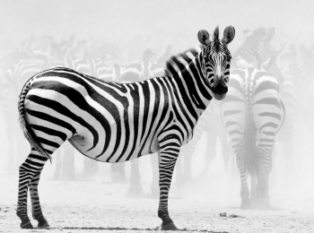 Зебры - черная полоска, белая полоска